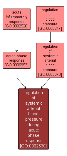 GO:0002530 - regulation of systemic arterial blood pressure during acute phase response (interactive image map)