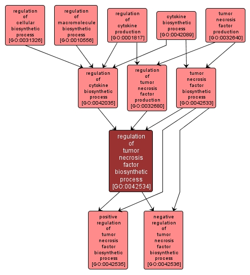 GO:0042534 - regulation of tumor necrosis factor biosynthetic process (interactive image map)