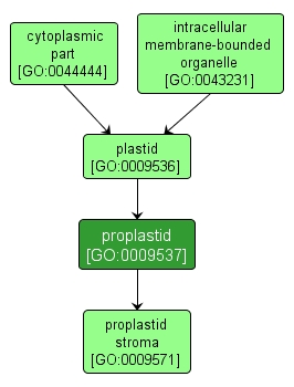 GO:0009537 - proplastid (interactive image map)