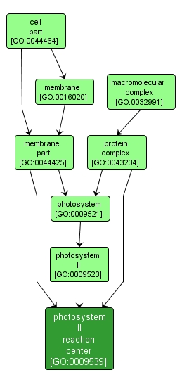 GO:0009539 - photosystem II reaction center (interactive image map)