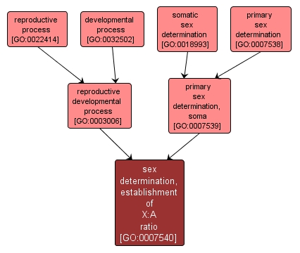 GO:0007540 - sex determination, establishment of X:A ratio (interactive image map)