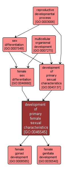 GO:0046545 - development of primary female sexual characteristics (interactive image map)