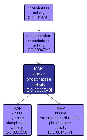 GO:0033549 - MAP kinase phosphatase activity (interactive image map)