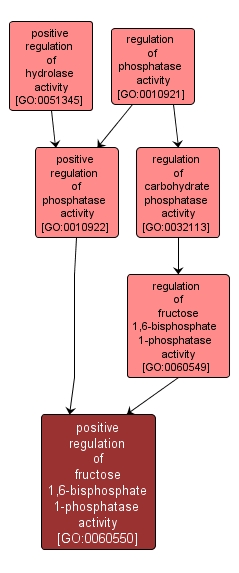 GO:0060550 - positive regulation of fructose 1,6-bisphosphate 1-phosphatase activity (interactive image map)