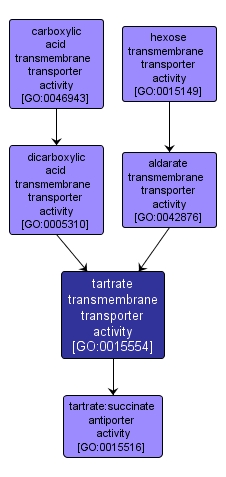 GO:0015554 - tartrate transmembrane transporter activity (interactive image map)
