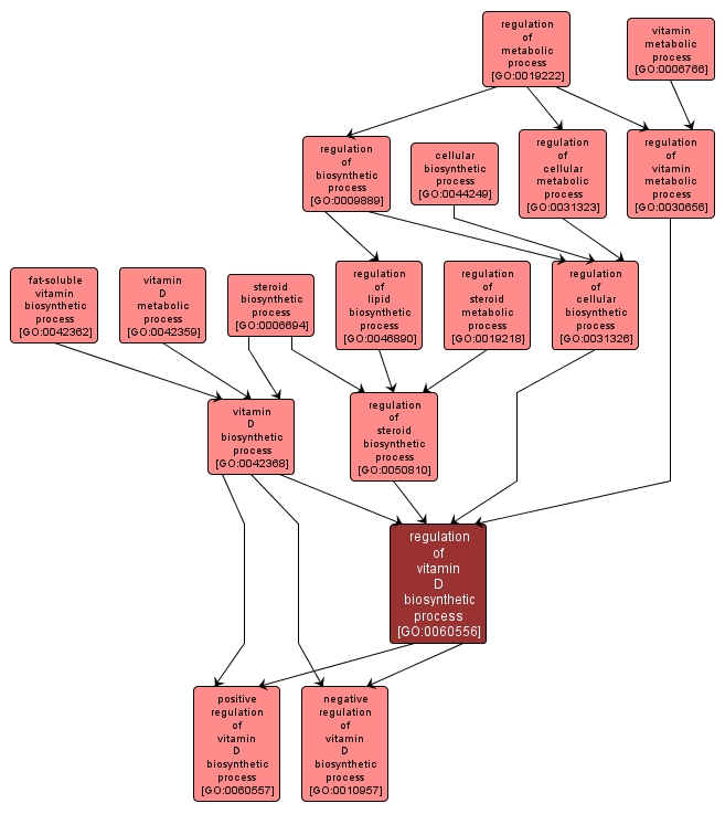 GO:0060556 - regulation of vitamin D biosynthetic process (interactive image map)