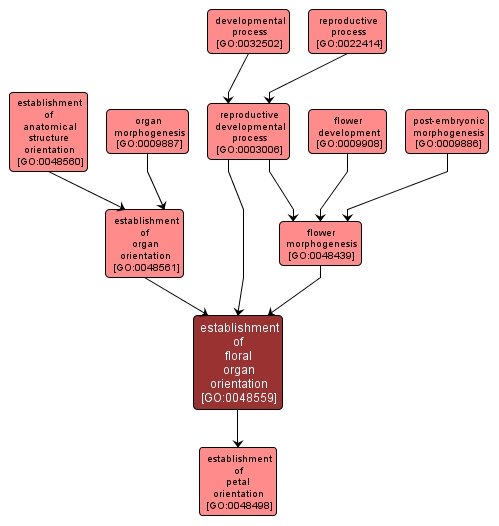 GO:0048559 - establishment of floral organ orientation (interactive image map)