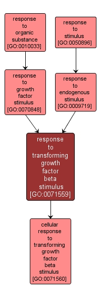 GO:0071559 - response to transforming growth factor beta stimulus (interactive image map)