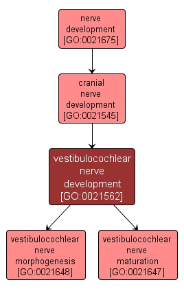 GO:0021562 - vestibulocochlear nerve development (interactive image map)