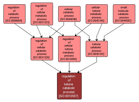 GO:0010567 - regulation of ketone catabolic process (interactive image map)