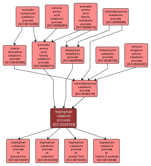 GO:0006569 - tryptophan catabolic process (interactive image map)