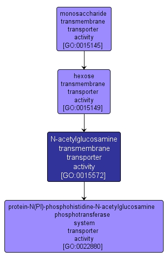GO:0015572 - N-acetylglucosamine transmembrane transporter activity (interactive image map)