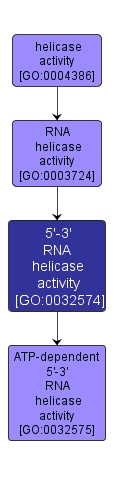 GO:0032574 - 5'-3' RNA helicase activity (interactive image map)