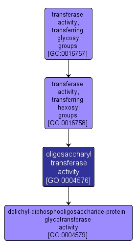 GO:0004576 - oligosaccharyl transferase activity (interactive image map)