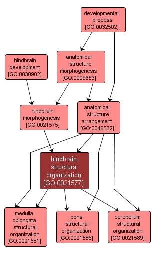 GO:0021577 - hindbrain structural organization (interactive image map)