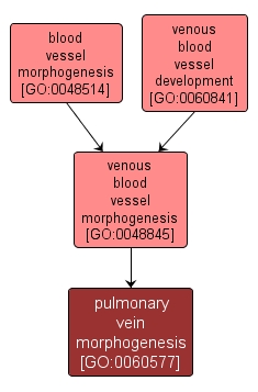 GO:0060577 - pulmonary vein morphogenesis (interactive image map)
