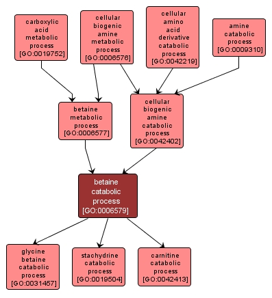 GO:0006579 - betaine catabolic process (interactive image map)