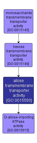 GO:0015593 - allose transmembrane transporter activity (interactive image map)