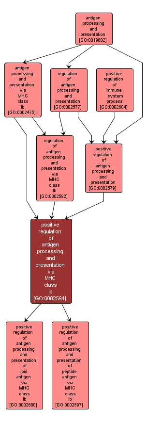 GO:0002594 - positive regulation of antigen processing and presentation via MHC class Ib (interactive image map)