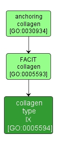GO:0005594 - collagen type IX (interactive image map)