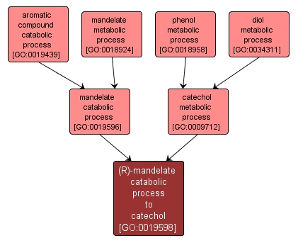 GO:0019598 - (R)-mandelate catabolic process to catechol (interactive image map)