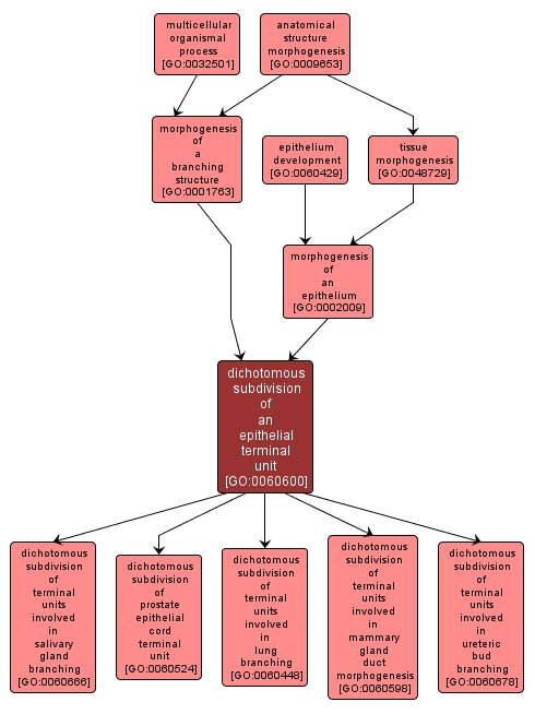 GO:0060600 - dichotomous subdivision of an epithelial terminal unit (interactive image map)