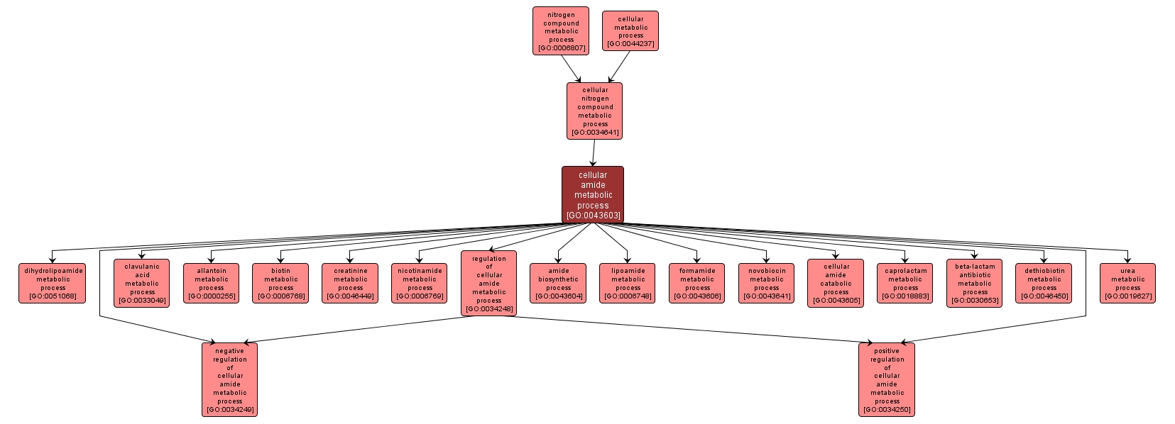 GO:0043603 - cellular amide metabolic process (interactive image map)