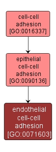 GO:0071603 - endothelial cell-cell adhesion (interactive image map)