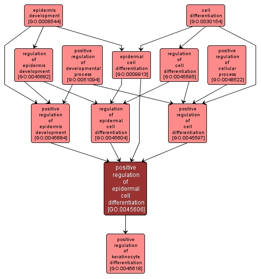 GO:0045606 - positive regulation of epidermal cell differentiation (interactive image map)