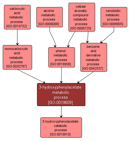 GO:0019609 - 3-hydroxyphenylacetate metabolic process (interactive image map)