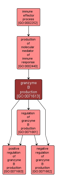 GO:0071613 - granzyme B production (interactive image map)
