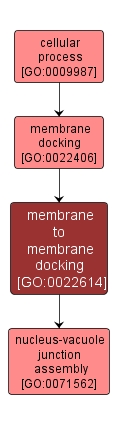 GO:0022614 - membrane to membrane docking (interactive image map)