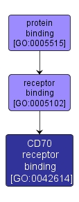 GO:0042614 - CD70 receptor binding (interactive image map)