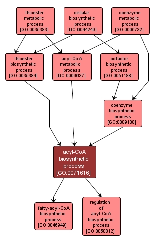 GO:0071616 - acyl-CoA biosynthetic process (interactive image map)