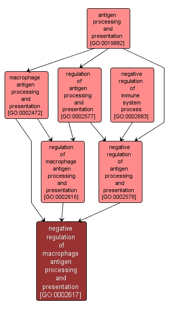 GO:0002617 - negative regulation of macrophage antigen processing and presentation (interactive image map)