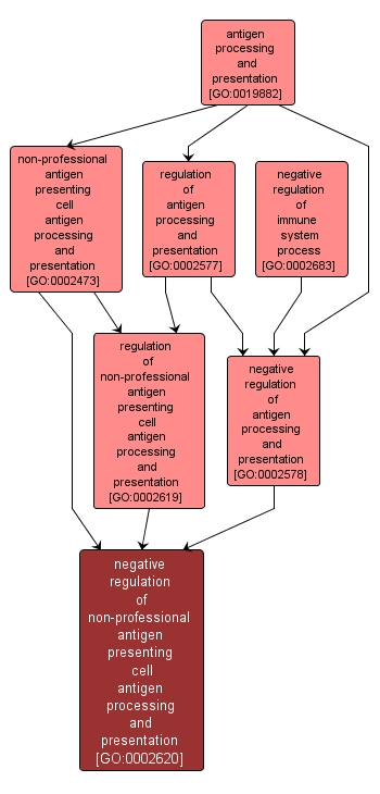 GO:0002620 - negative regulation of non-professional antigen presenting cell antigen processing and presentation (interactive image map)