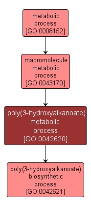 GO:0042620 - poly(3-hydroxyalkanoate) metabolic process (interactive image map)