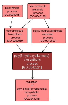 GO:0042621 - poly(3-hydroxyalkanoate) biosynthetic process (interactive image map)