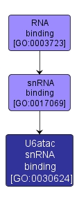 GO:0030624 - U6atac snRNA binding (interactive image map)
