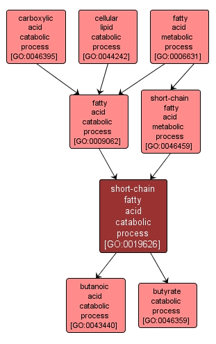 GO:0019626 - short-chain fatty acid catabolic process (interactive image map)