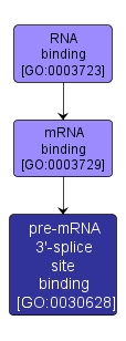 GO:0030628 - pre-mRNA 3'-splice site binding (interactive image map)