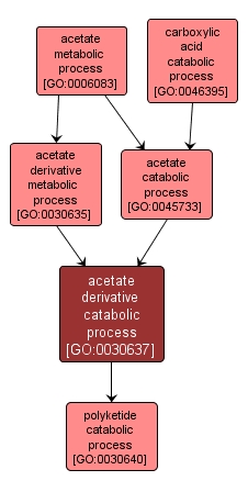 GO:0030637 - acetate derivative catabolic process (interactive image map)