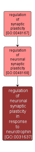 GO:0031637 - regulation of neuronal synaptic plasticity in response to neurotrophin (interactive image map)