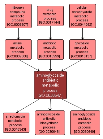GO:0030647 - aminoglycoside antibiotic metabolic process (interactive image map)