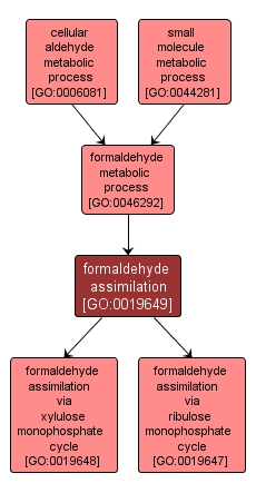 GO:0019649 - formaldehyde assimilation (interactive image map)