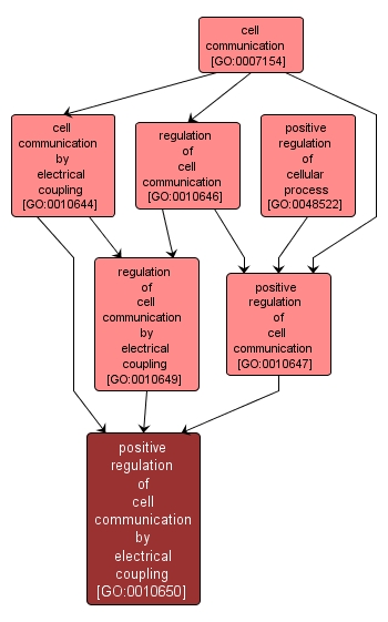 GO:0010650 - positive regulation of cell communication by electrical coupling (interactive image map)