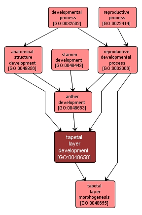 GO:0048658 - tapetal layer development (interactive image map)
