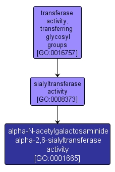 GO:0001665 - alpha-N-acetylgalactosaminide alpha-2,6-sialyltransferase activity (interactive image map)