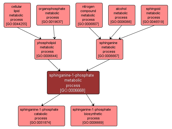 GO:0006668 - sphinganine-1-phosphate metabolic process (interactive image map)