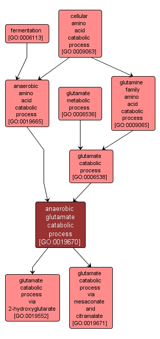 GO:0019670 - anaerobic glutamate catabolic process (interactive image map)